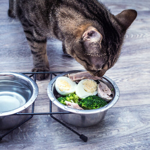 7 human foods that are safe for pet cats