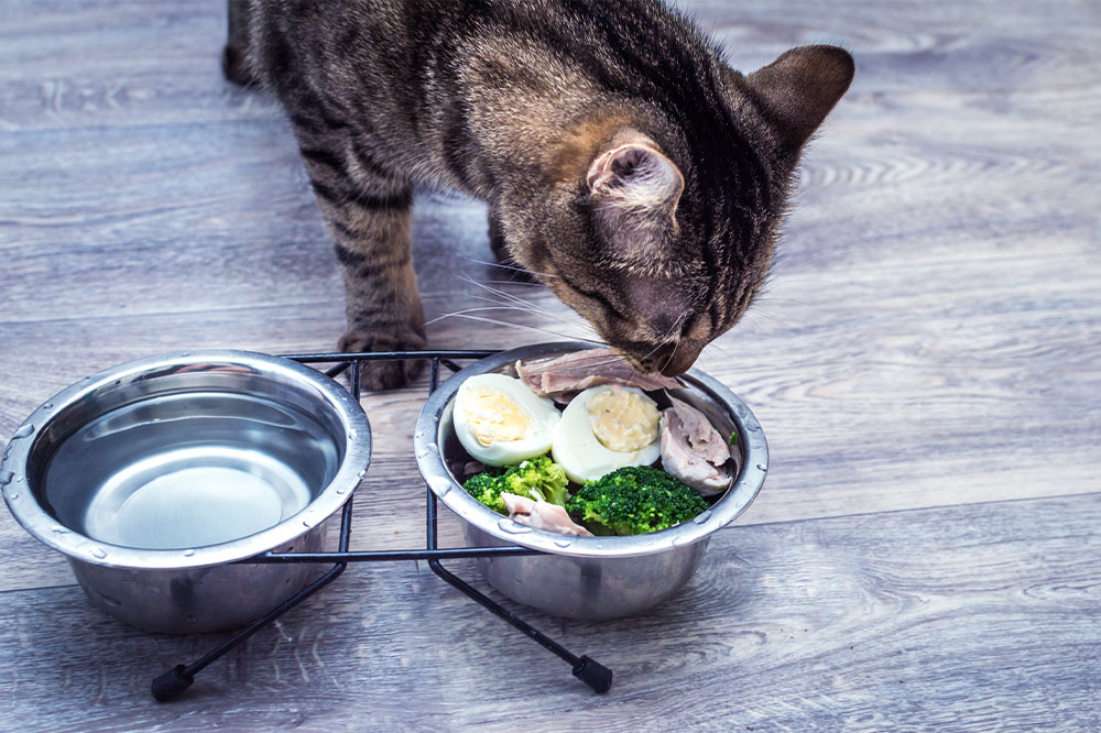 7 human foods that are safe for pet cats