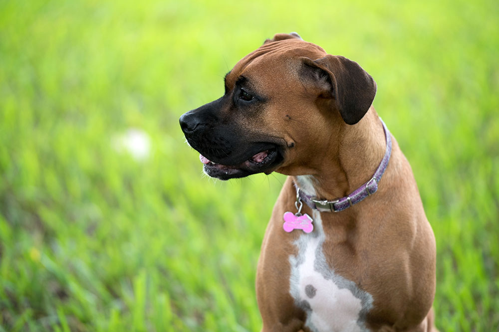 Top 3 dog collars against fleas and ticks