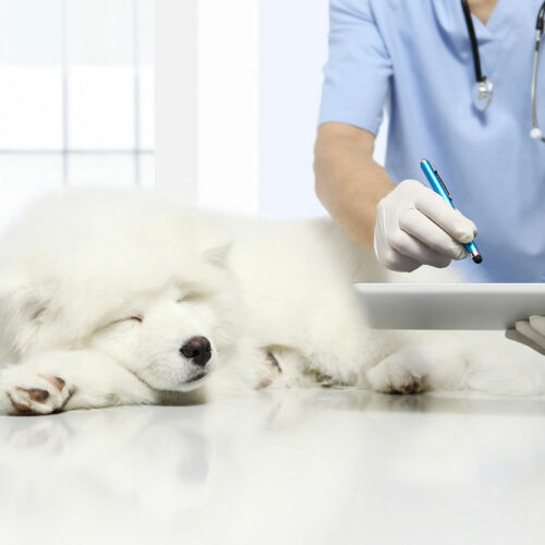 4 signs that one&#8217;s pet dog is sick