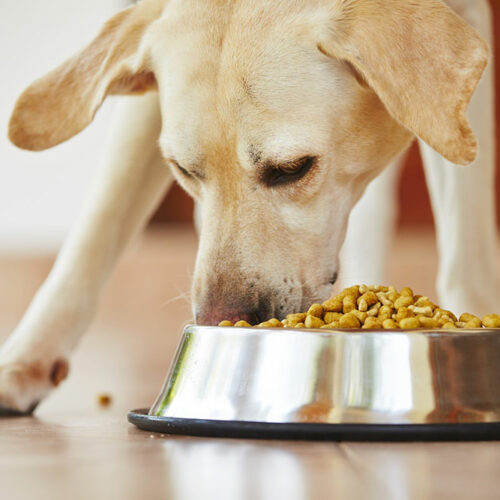 Top 10 Best Dog Food Deals for 2023 Black Friday