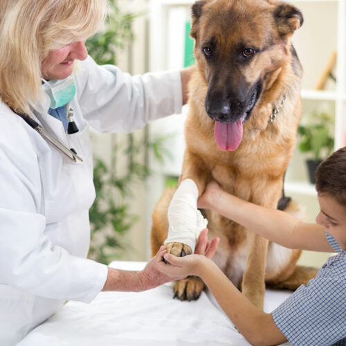 4 home remedies to relieve joint pain in dogs