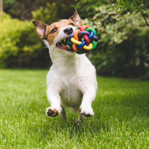 Guide to safe chews and non-toxic toys for dogs